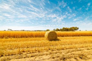 Hay and straw bales in the end of summer. Western Australia.