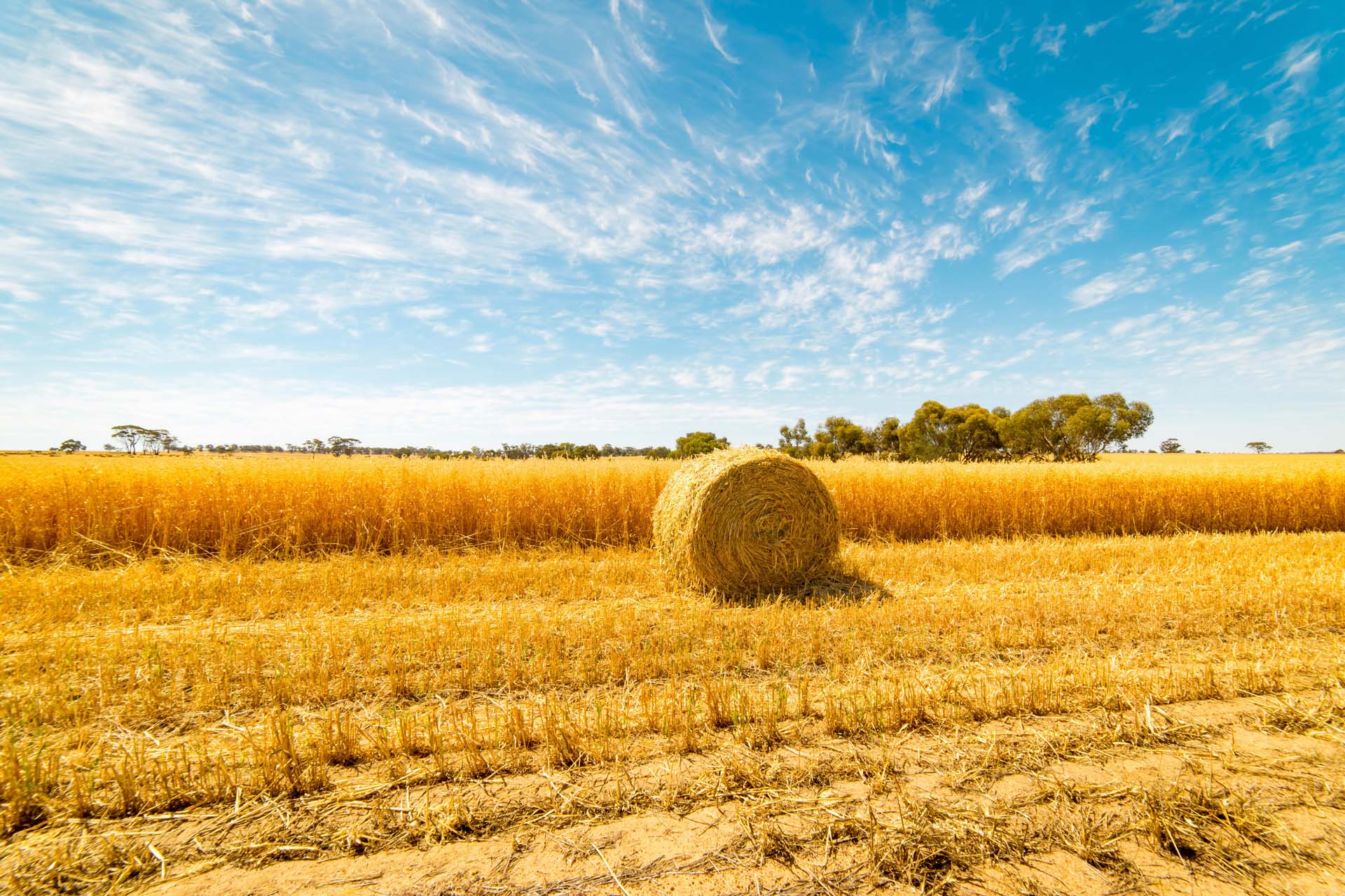 Hay and straw bales in the end of summer. Western Australia.